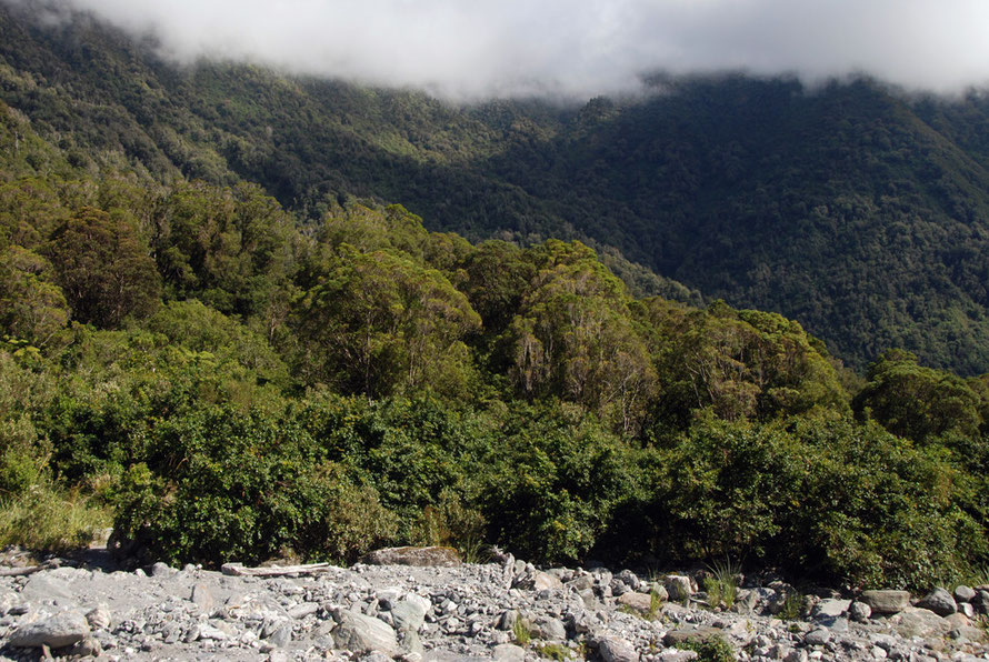 Young Southern Rata colonising the more stable edges of Mill Creek near the Fox Glacier Valley