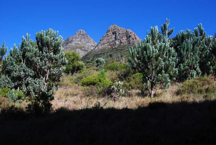 Endangered Silver Trees (Leucadendron argenteum),  massive Proteas,  behind the Rhodes Memorial with the Devil's Peak in the background