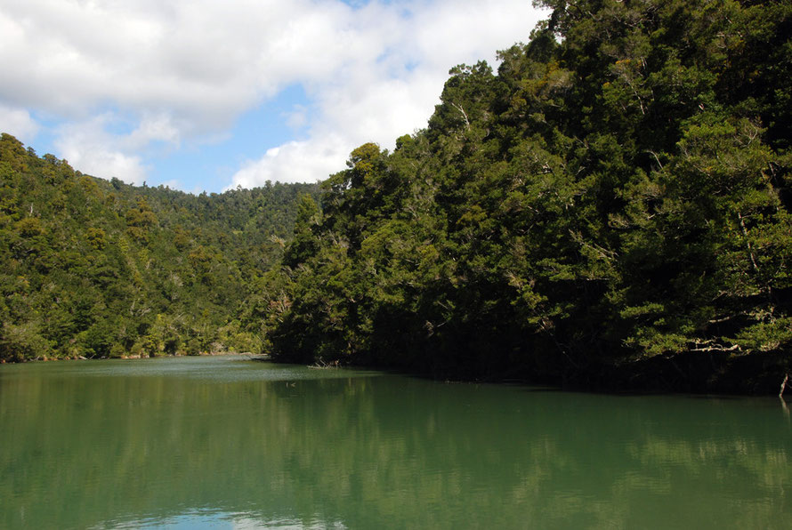 Forest of rimu, kahikatea, pukatea, rata and nikau palm comes right to the water's edge in Whanganui Inlet.