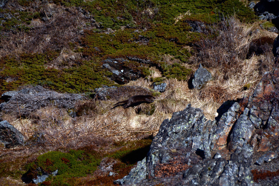 One of a pair of Otters we spotted dashing up a steep incline to a tangle of rocks at the end of the Lyngen Peninsula. 