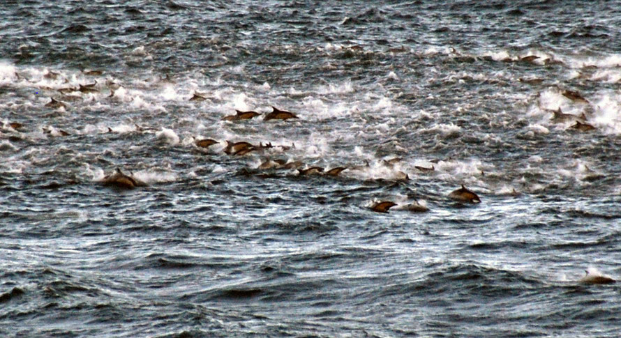 Dolphin mayhem at False Bay, from the Cape Peninsula