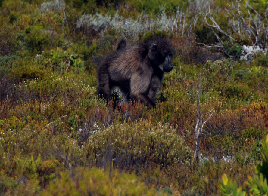 Member of the Olifantbos Troop foraging in the fynbos near Olifantbos Bay, Table Mountain National Park