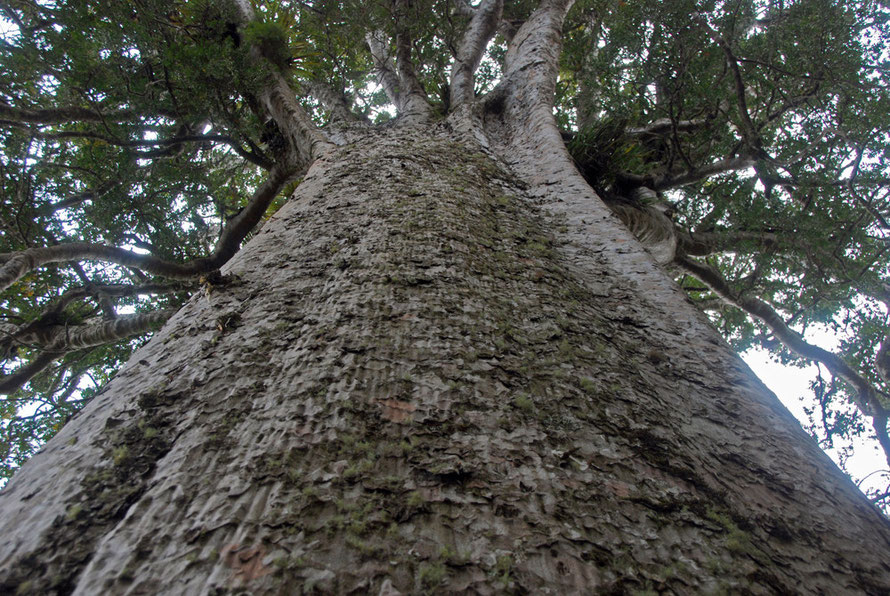 Looking up the sheer wall of the Square Kauri's trunk on the Coromandel Peninsula. Its bark is ridge and hammered, and covered in lichen and patches where the old bark has fallen away to prevent climbing plants and creepers colonising it. 