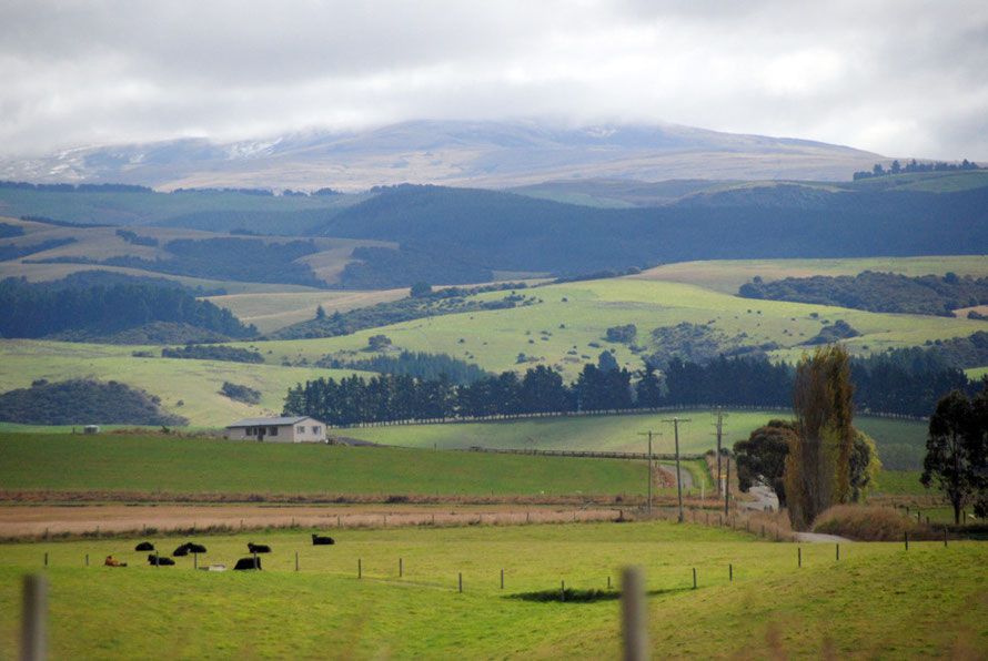 Cattle country near Dunedin from State Highway 1 looking suspiciously like the Lammermuir Hills south of Edinburgh.