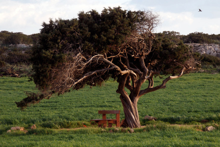 Wind-shaped pine tree with bench and Montagu's Harrier (?) near Cape Greko