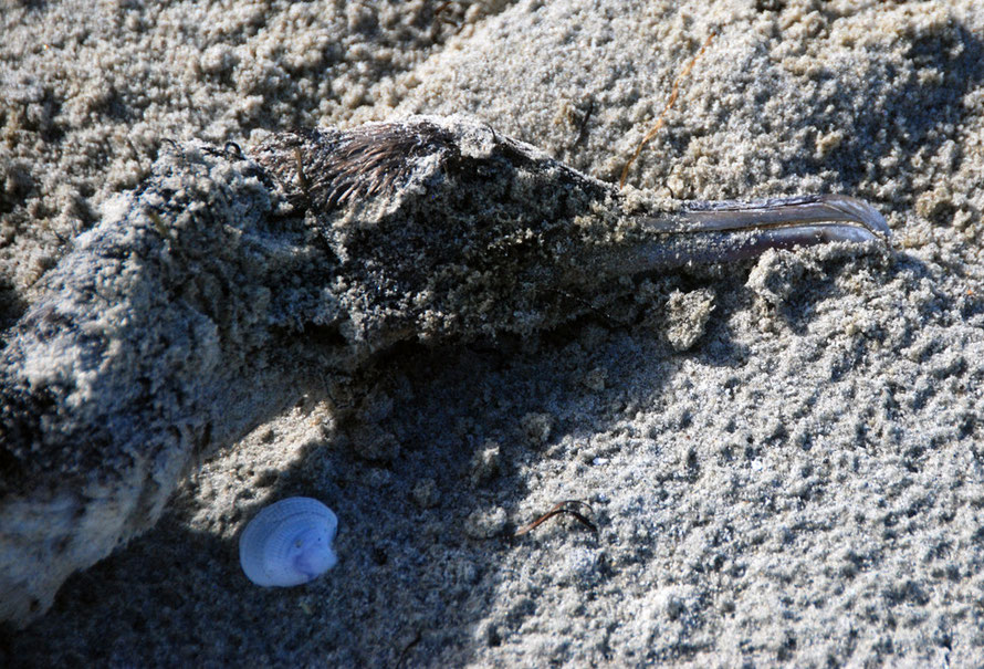 A dead shag on Te Rauone Beach, Otago Peninsula