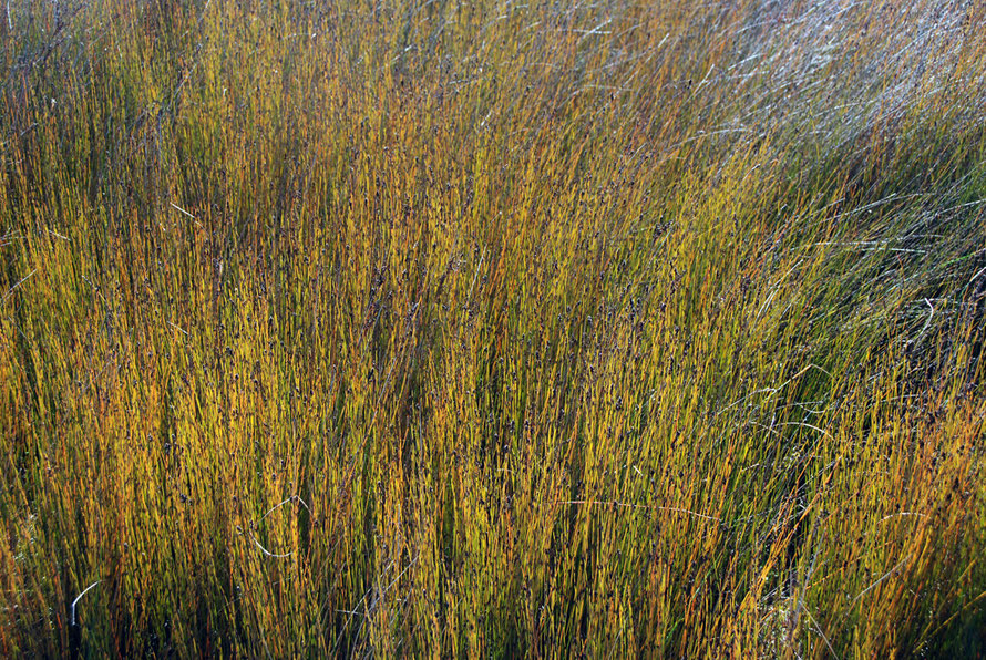 A rush bed (Apodasmia similis - Oioi/Jointed Wire Rush)of on the Whanganui Inlet in Golden Bay 