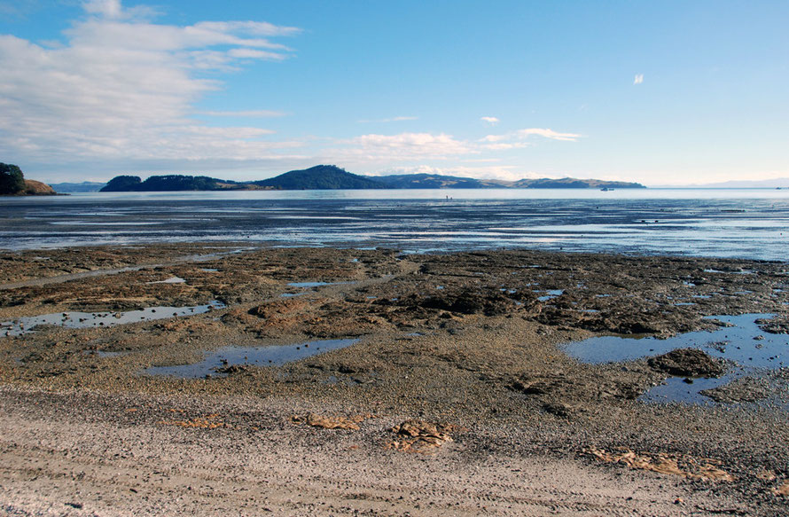 Kawakawa Bay at low tide on a beautiful Sunday looking out to Pakihi and Ponui Islands. 