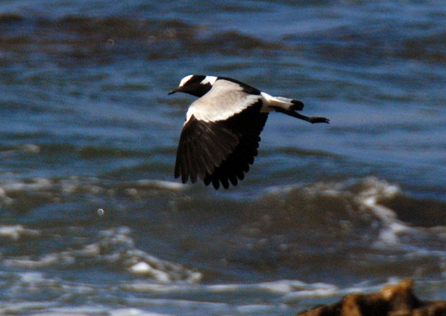 Blacksmith Lapwing or Plover at Stony Point.  Called a 'blacksmith' because of its tink, tink, alarm call