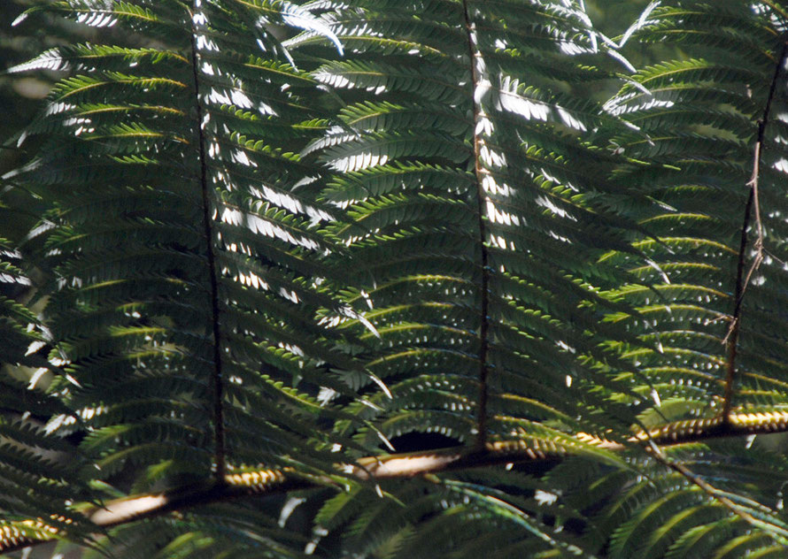 Detail of Silver fern/ponga frond - Cyathea dealbata