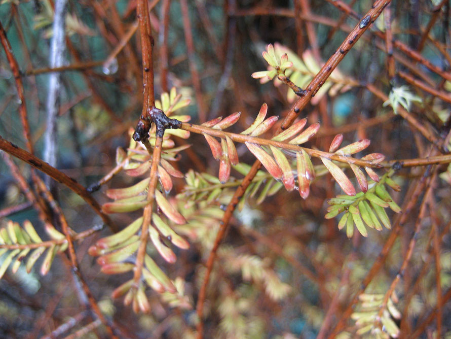 A juvenile Mataī is a tangle of divaricating branchlets with occasional brown, pale yellow, or dirty white leaves(Kahuroa: WikiCommons)