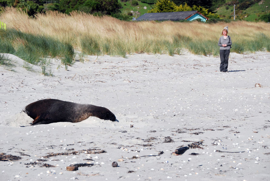 The precautionary principle: staying well back from a big bul New Zealand Sea Lion who has an eye open and is keeping a close watch of proceedings