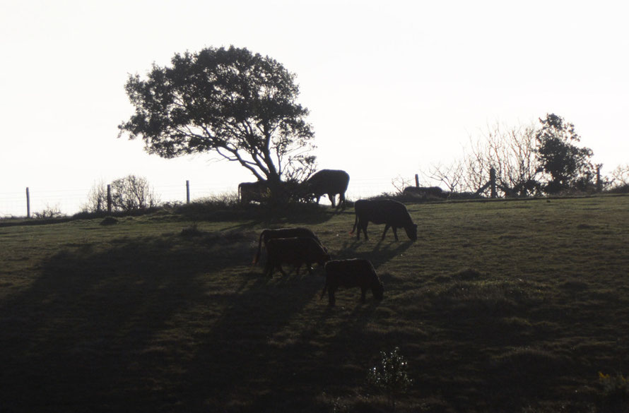 The Dexter cows on the South Foreland in the fleeting early sun. 