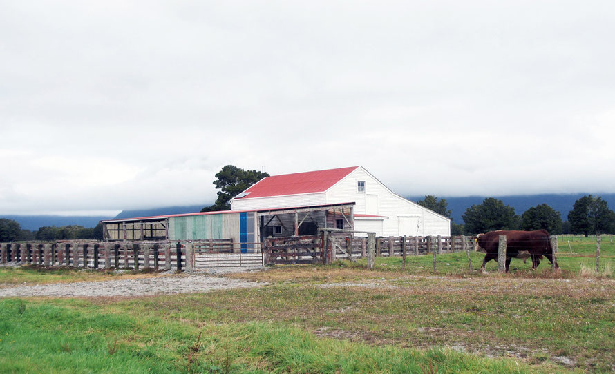 Cattle sheds and bull, Cooks Flat, Fox Glacier, Westland.