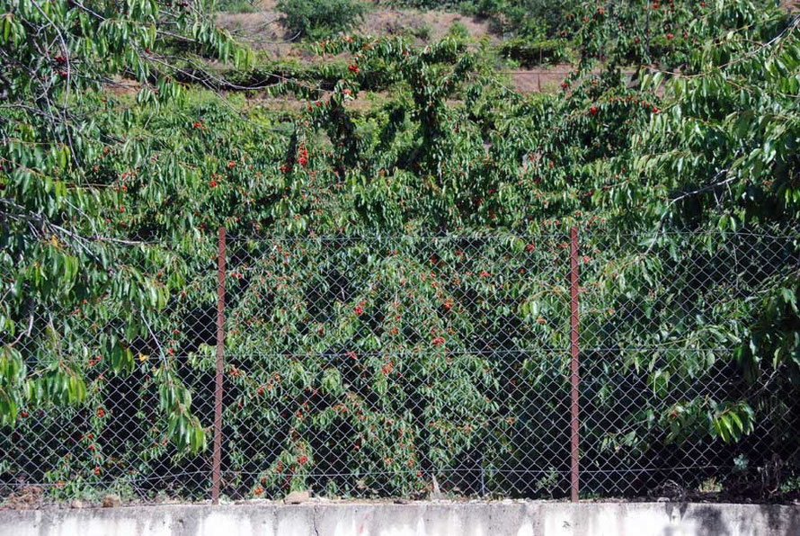 Trees laden with cherries in Kampos