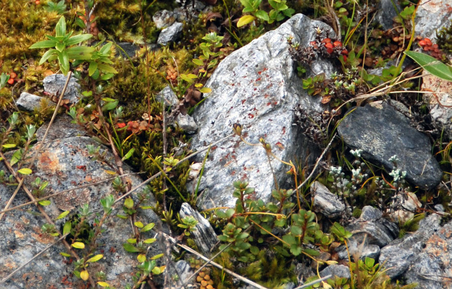 Low altitude moraine colonisers at Fox Glacier. 