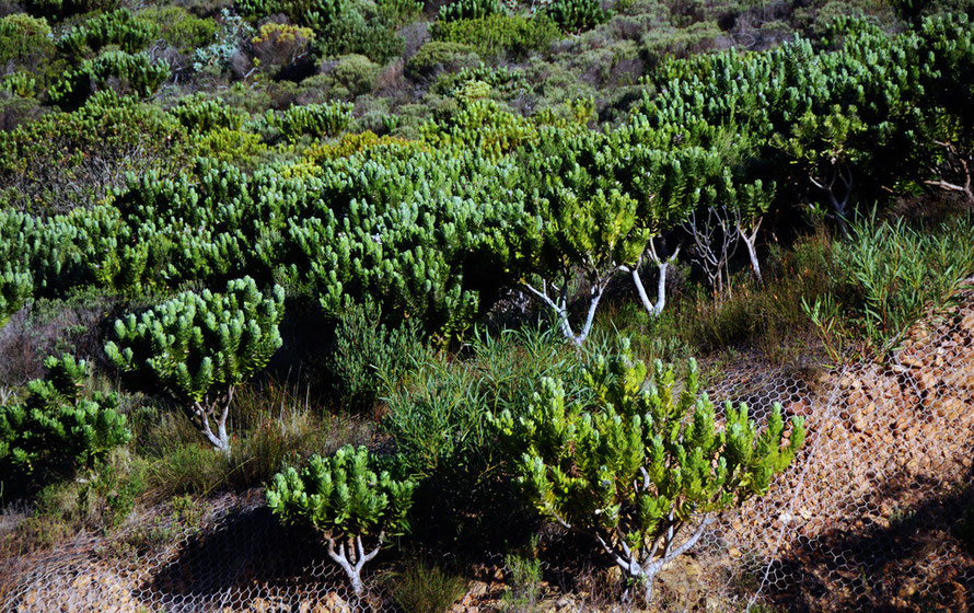 Proteoid fynbos on slopes above Chapman's Peak Drive