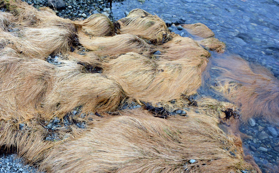 An inter-tidal grass at Jøvik in North Norway near Tromsø.