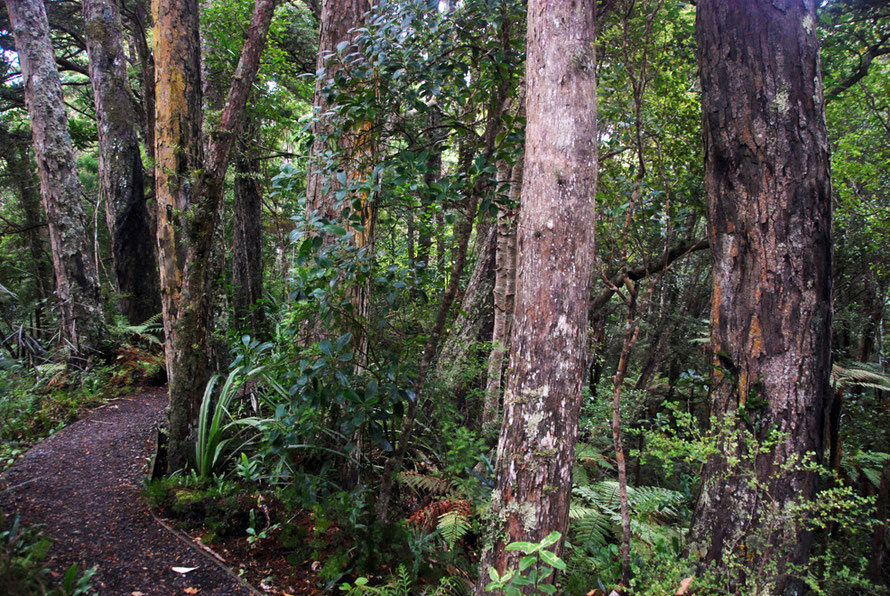 Mature forest on Ulva Island - here dominated by thin-bark totara