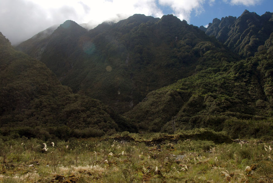 The next stage of colonisation on a piece of lateral moraine long abandoned by the Fox Glacier