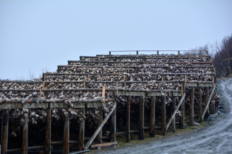 Husøy hjell drying thousands upon thousands of fish heads. A fish head can cost as little as 19p and can feed a family of four in Nigeria, Mr Rashid of Peterhead firm, Mapco says. I think the Husøy heads are exported to Nigeria. No bird nets here.. 