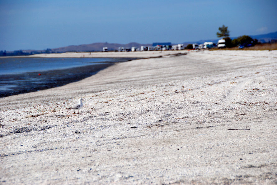 A beach of millions and millions of shells with a row of campervans parked up in the heat haze near Miranda on the Firth of Thames. In the 1930s and 40s the shell was turned into hot lime for local agriculture at a nearby limeworks that closed in the 50s.