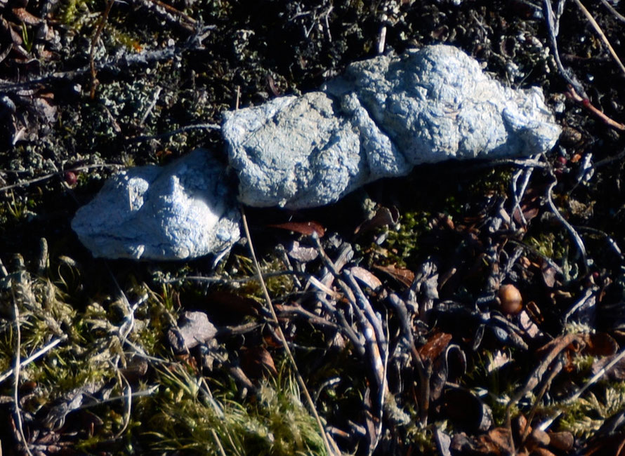 Otter scat (?) on the path between the rocky holt and the sea at Russelv on the Lyngen Peninsula. 