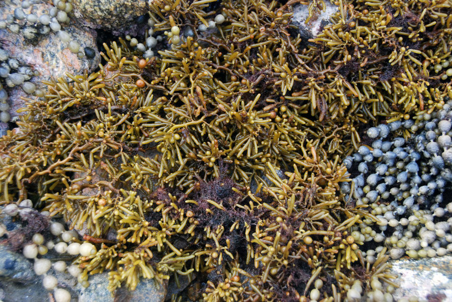 Zig-zag Weed (Cystophora torulosa) ? on Boulder Beach, Ulva Island.