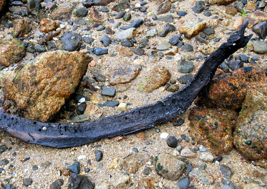 A eel-like piece of driftwood with evidence of wood-boring shipworm (Bankia species) that caught my eye on Boulder Beach, Ulva Island.