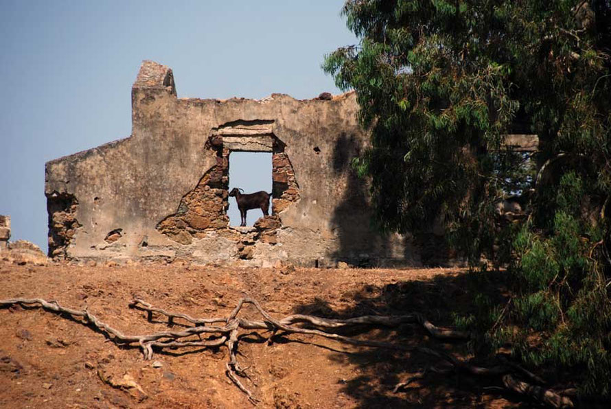 Goat in abandoned house above the Kokkina enclave