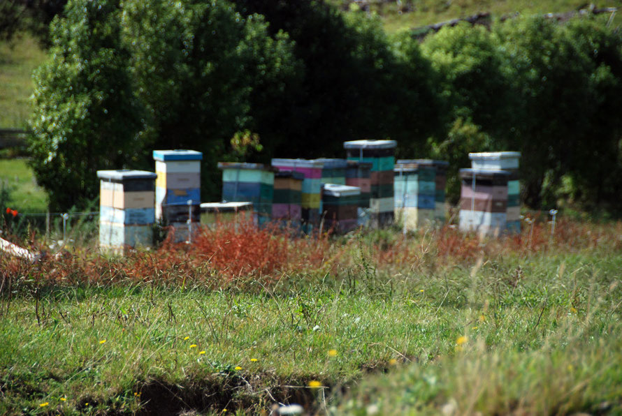 Brightly coloured beehives (sadly out of focus) at the start of the Wainui Falls walk near Pohara.