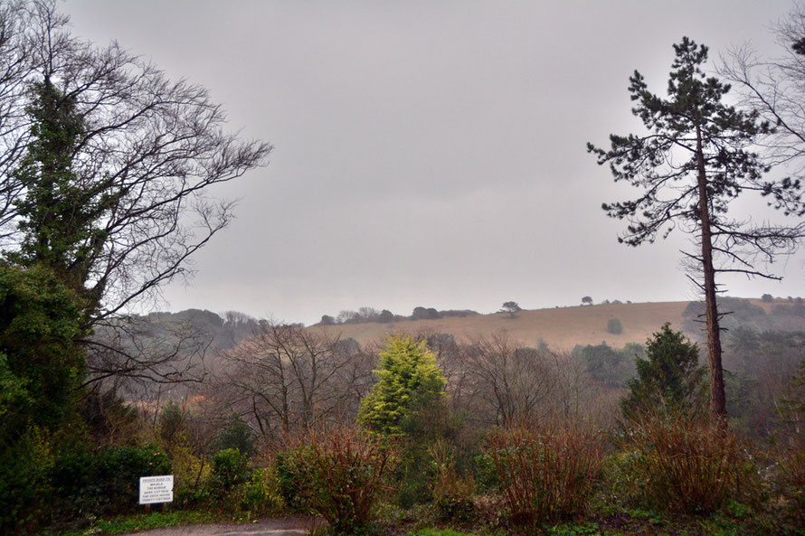 HDR shot: note the much brighter lights on the distant downland above the tree-line. 