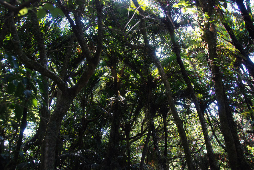 A corner of vestigial endemic bush at Mahurangi Regional Park. 