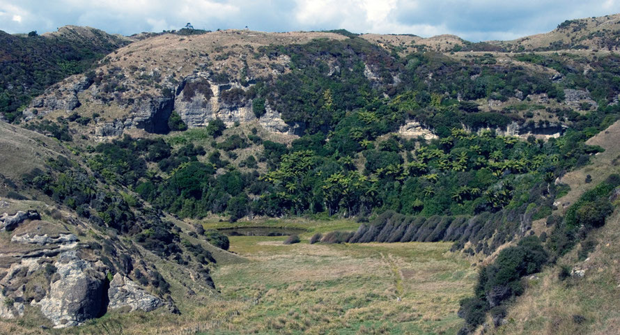 Tree palms and wind blown manuka shield a spring-fed pond beneath the limestone bluffs