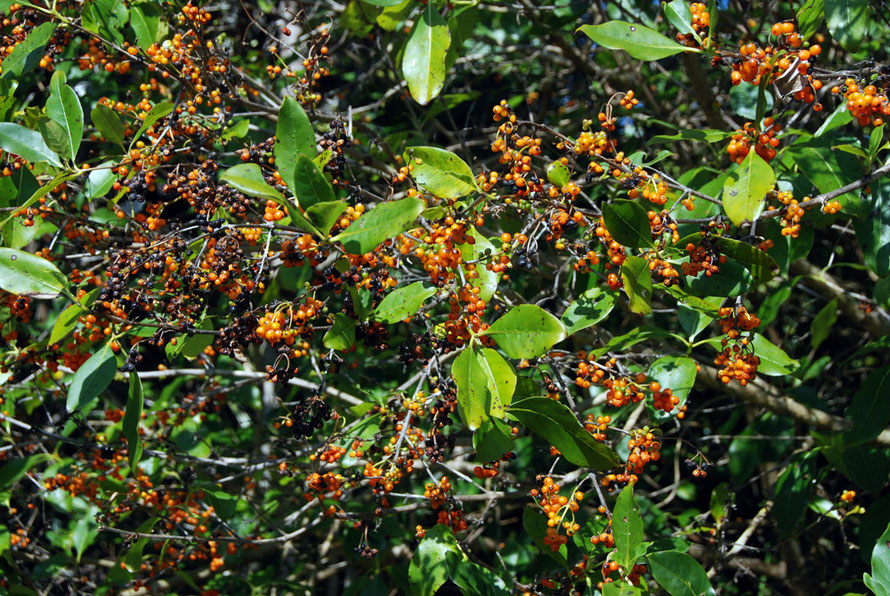 arahou (Pomaderris kumaraho) or 'Gum Digger's Soap'.  The tree has bright yellow flowers and the leaves when rubbed together produce a lather rather like a natural soap that was utilised by