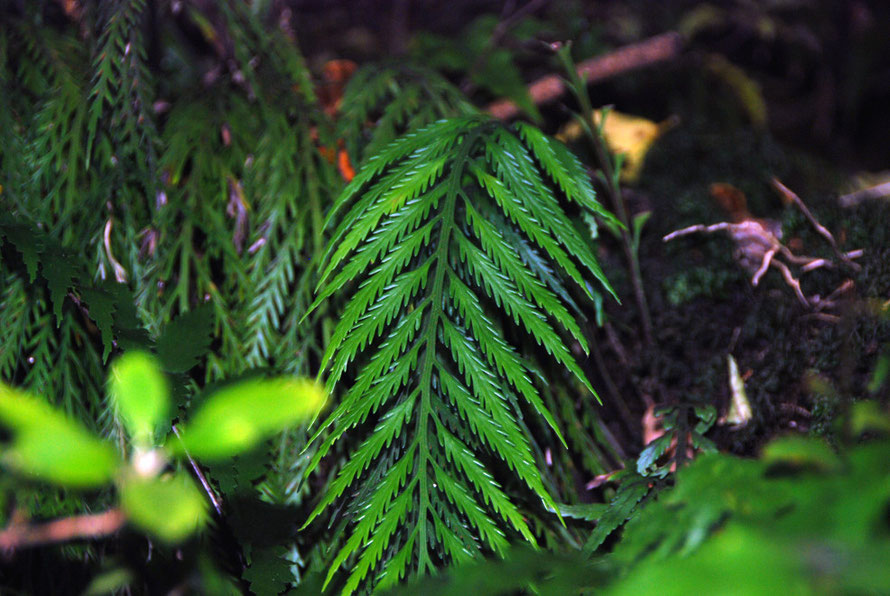 Asplenium flaccidum (Hanging Spleenwort) near Ackers Point. Grows as an epiphyte on trees.