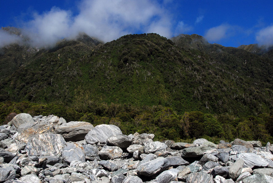 Higher canopy forest on the hills rising up from Mill Stream in the Fox Glacier valley