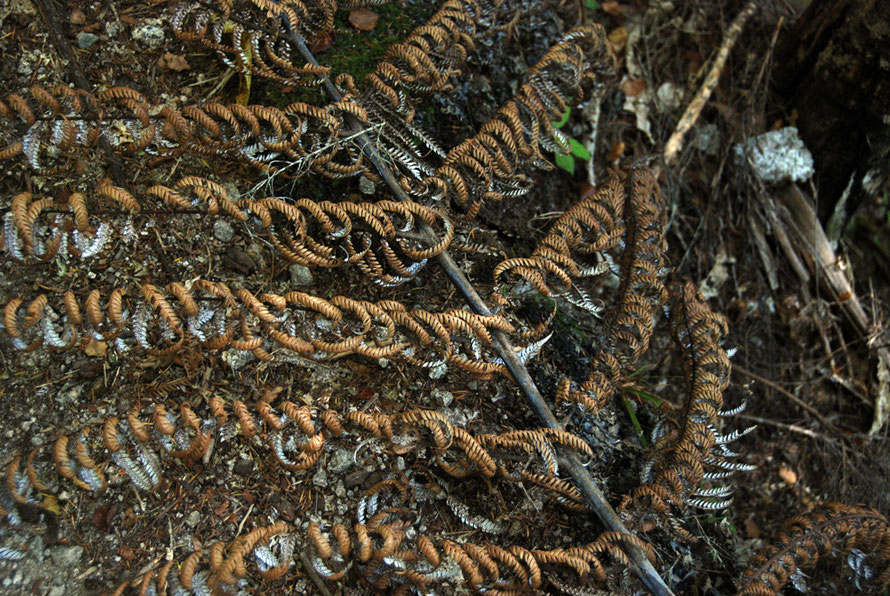 Fallen Silver Tree Fern frond on the Wainui Falls walk.