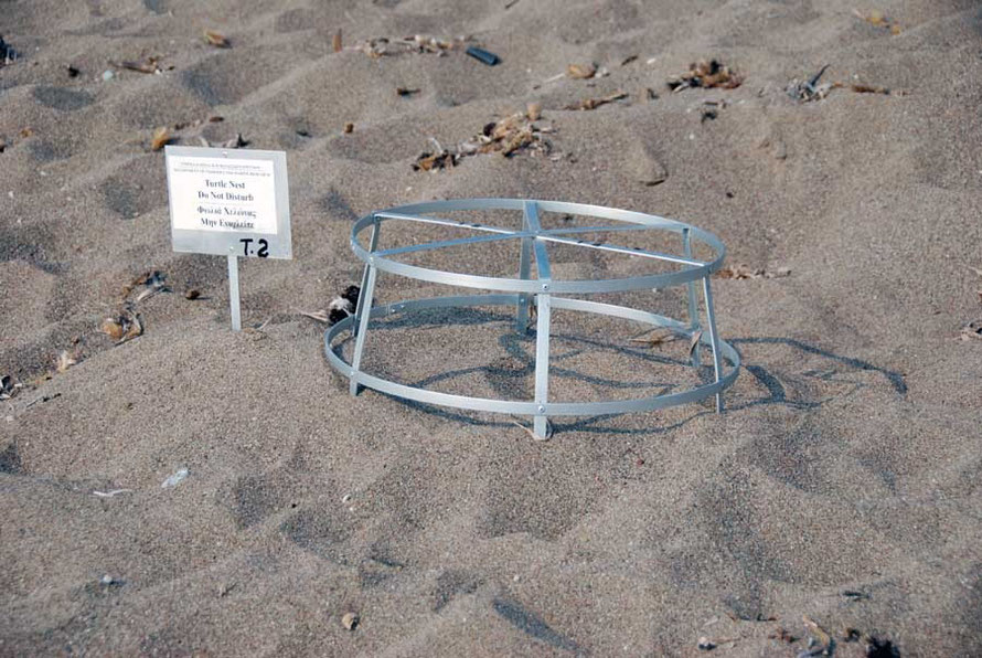 Akamas in June: turtle nest guard.