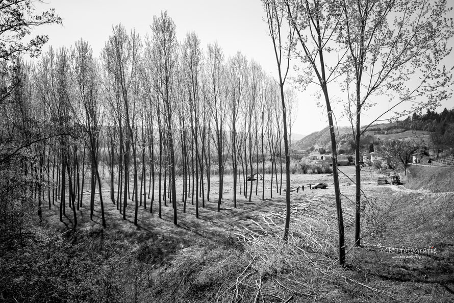 Veel populierenbossen in de Piëmonte