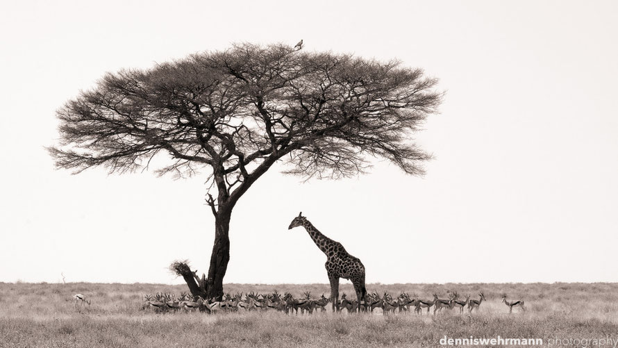 etosha nationalpark namibia