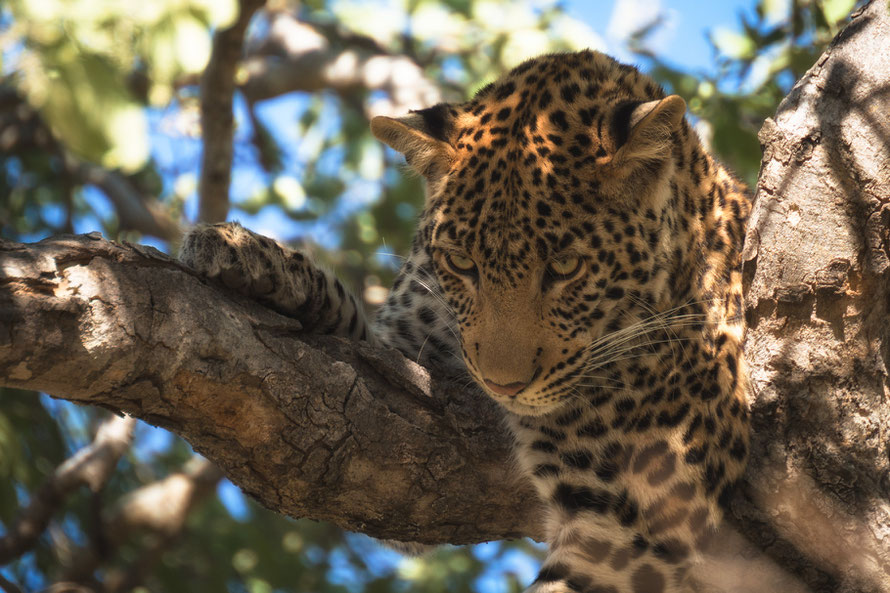 scared leopard on a tree in the chobe national park botswana, he is surrounded by baboons and trying to scare them away... d610, 900mm, f5.6, 1/500 sec., iso 320