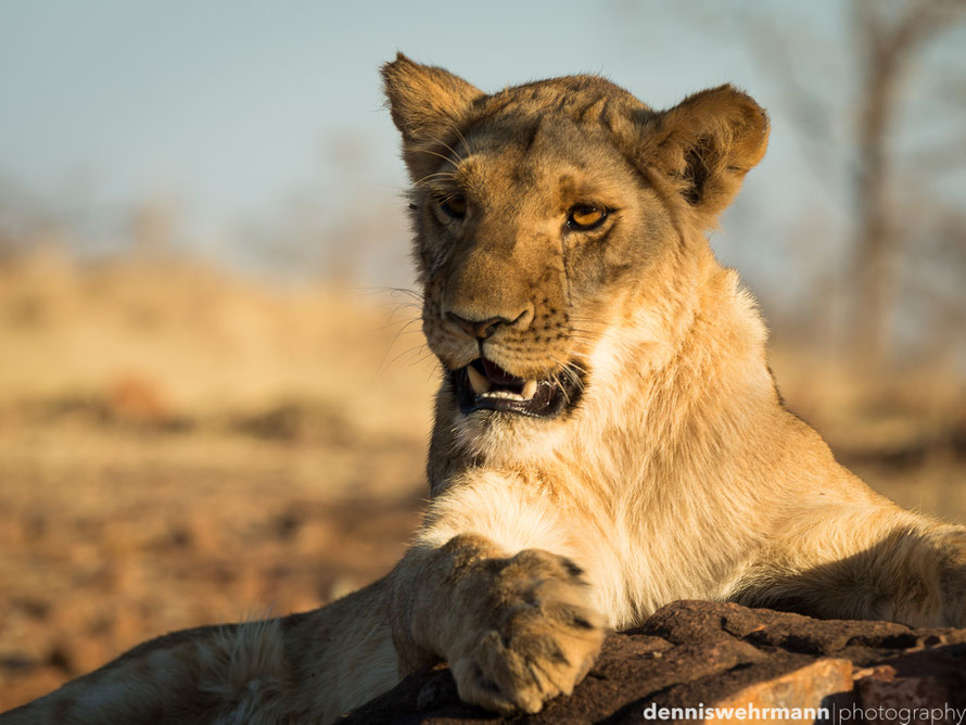young lion during the lion encounter at victoria falls - simbabwe, d610; 200mm; f5.6; 1/320 sec.; iso 100