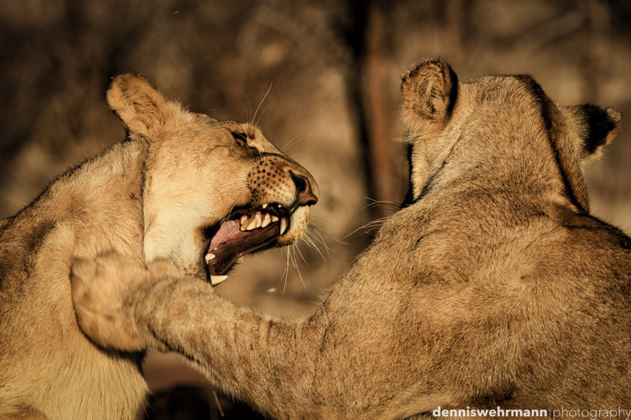 lions playing during a lion`s walk in Simbabwe near Victoria Falls... nikon d610; 200mm; f5.6; 1/500 sec.; iso 100