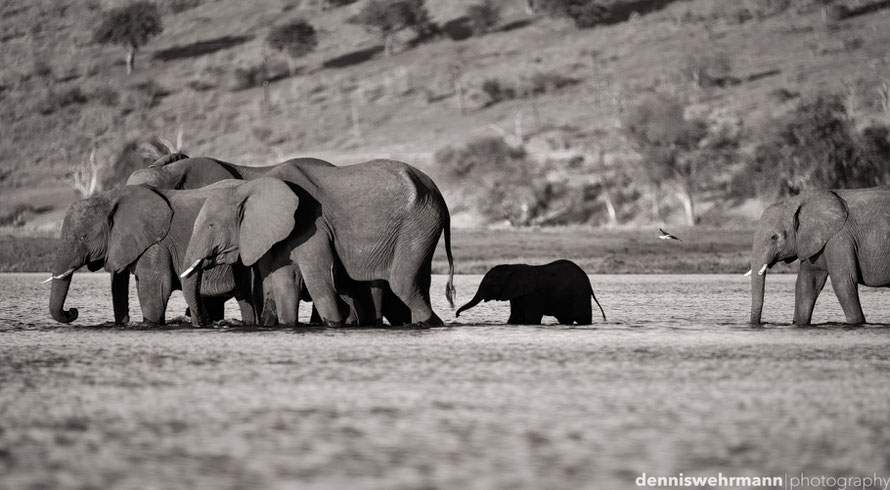 elephants crossing the sambesi to sedudu island - botswana... d610, 900mm, f5.6, 1/500 sec., iso 200