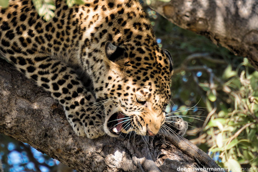 scared leopard on a tree in the chobe national park botswana, he is surrounded by baboons and trying to scare them away... d610, 900mm, f5.6, 1/500 sec., iso 320