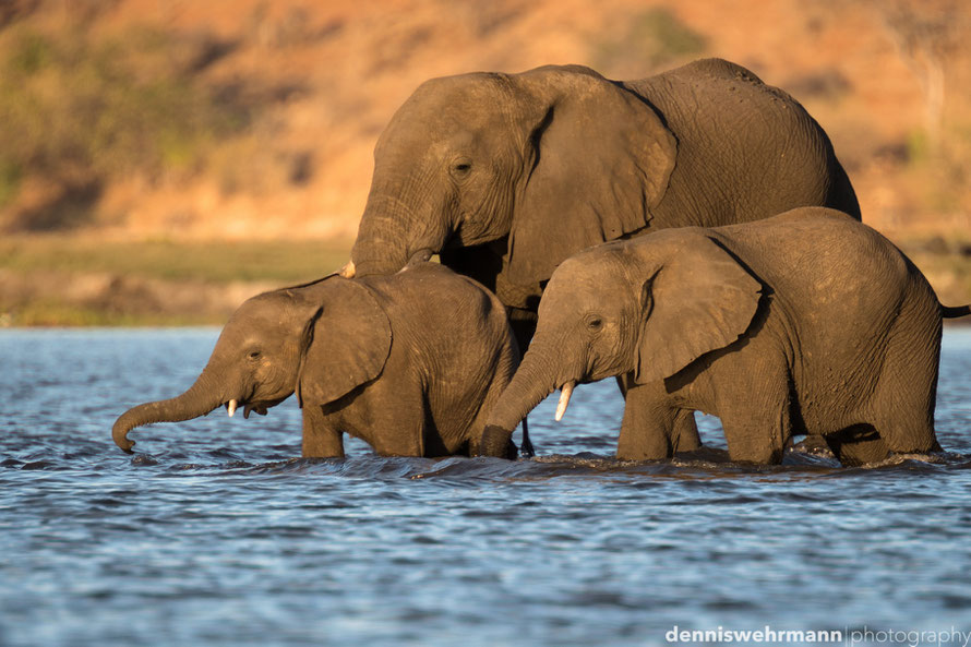 elephants crossing the chobe river to sedudu island from namibia to botswana... d610, 900mm, f5.6, 1/400 sec., iso 200