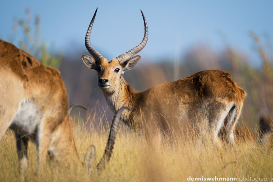 Red Lechwe  antelope in the morning light at the Kwando river in Namibia Africa