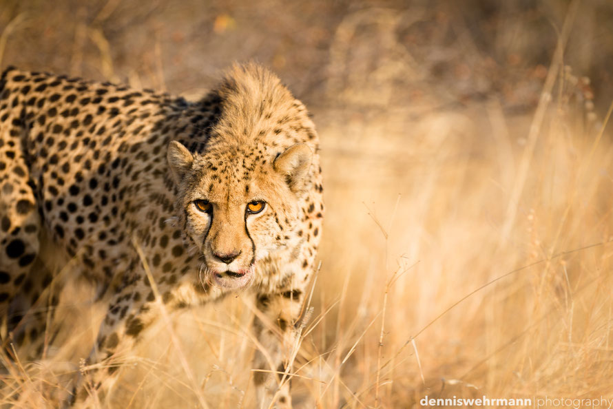 cheetah in namibia near otjiwarongo at the aloegrove safari lodge... d610; 240mm; f3.5; 1/320 sec.; iso 100