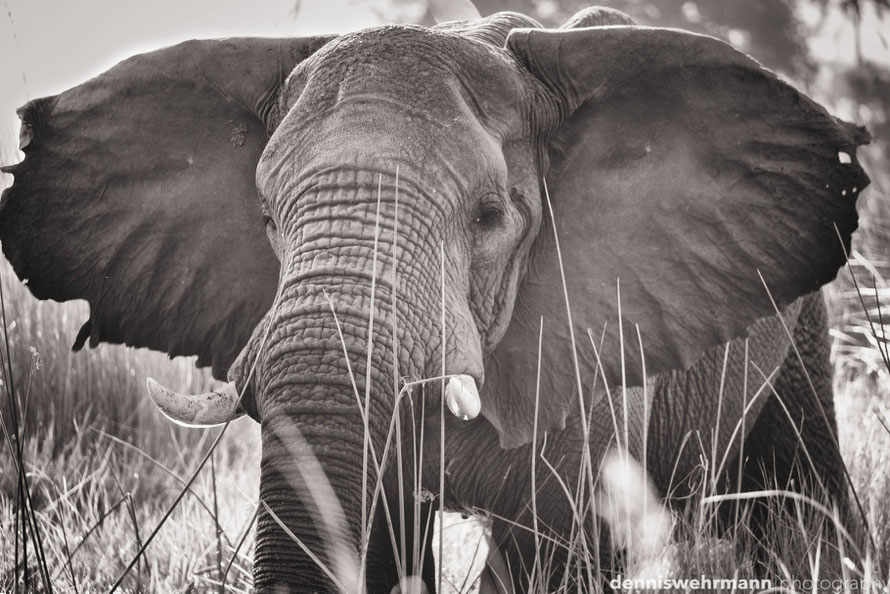 elefant at chief`s island - okavango delta botswana